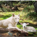 Gospel of the Kingdom Cover Picture